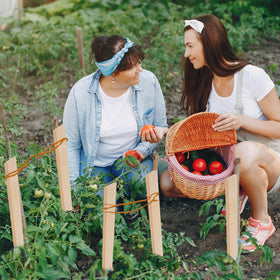 Generic 30-pack wooden stakes with smooth, sanded surface—ideal for labeling.