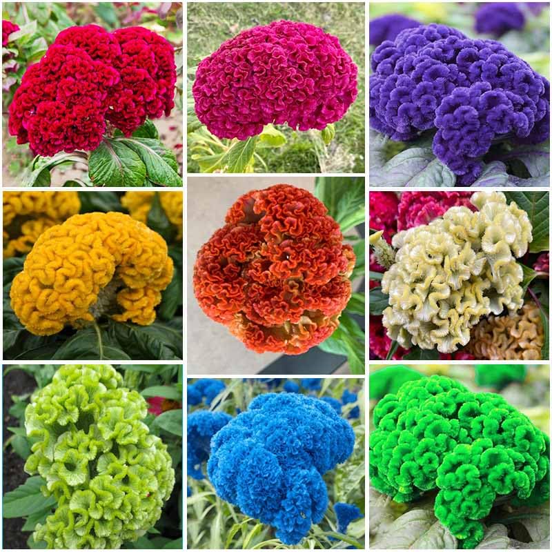 Generic 320+ Perennial Mix Cockscomb seeds in seed packet for vibrant border color.