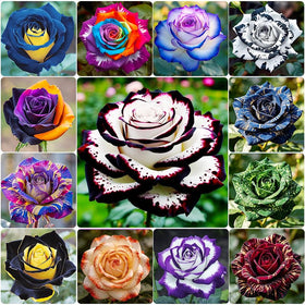 Generic 325+ Mix Color Rose Seeds seed pack shows vibrant heirloom blooms.