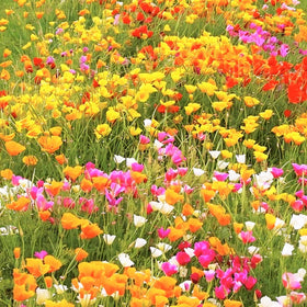 Generic 4100-plus mixed California poppy seeds packet on white background for gardening inspiration