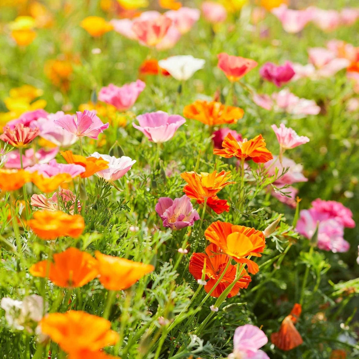 Generic 4100-plus poppy seeds attracting pollinators in a sunny garden
