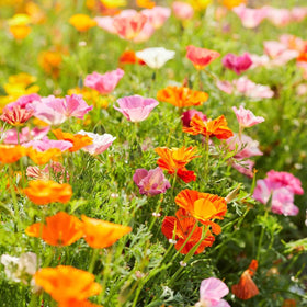 Generic 4100-plus poppy seeds attracting pollinators in a sunny garden