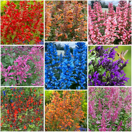 Generic 45Pcs Perennial Mix Hummingbird Mint seeds in a seed packet for pollinator-friendly gardens.