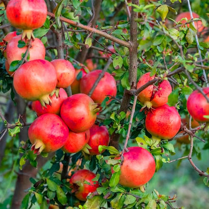 Generic 45pcs pomegranate seeds packaging aids home gardening and harvest planning.