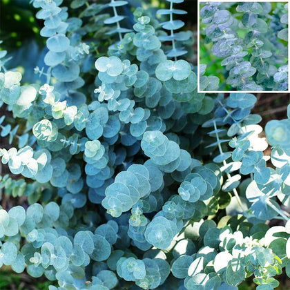 Generic 45plus eucalyptus seeds for silver-dollar bouquets and fresh-cut designs.