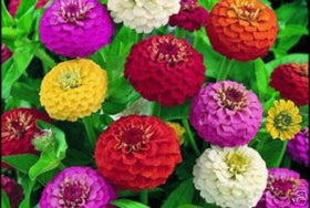 Generic 500 Dwarf Lilliput Zinnia seeds close-up, showcasing compact blossoms ideal for containers.
