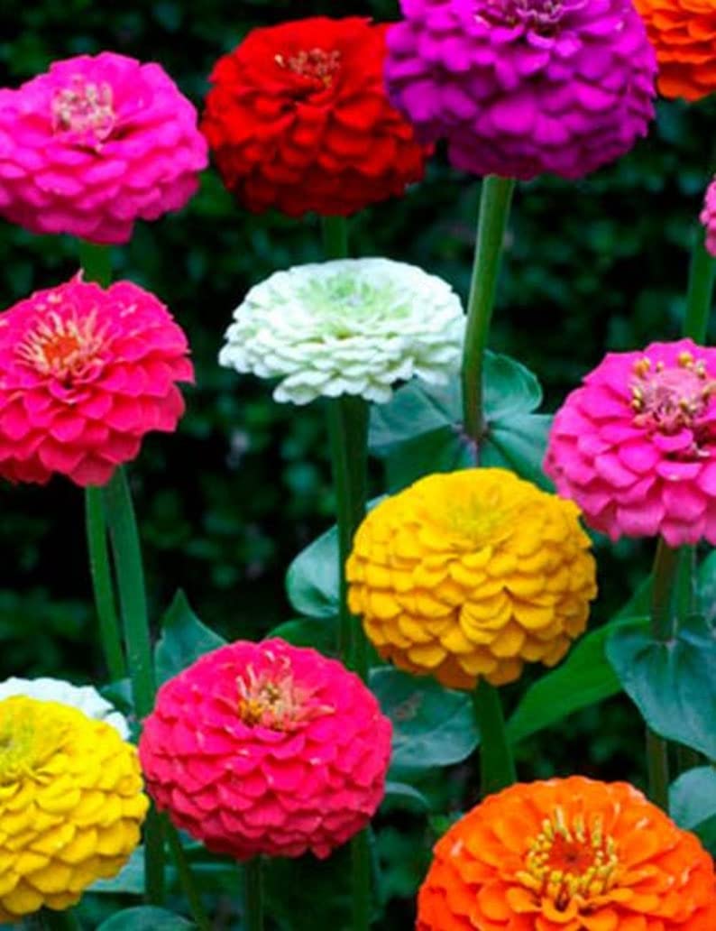Generic 500 Dwarf Lilliput Zinnia seeds garden scene promotes cheerful, low-height flower beds.