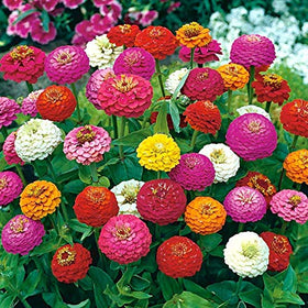 Generic 500 Dwarf Lilliput Zinnia seeds package, vibrant blooms for a bright pollinator-friendly border.