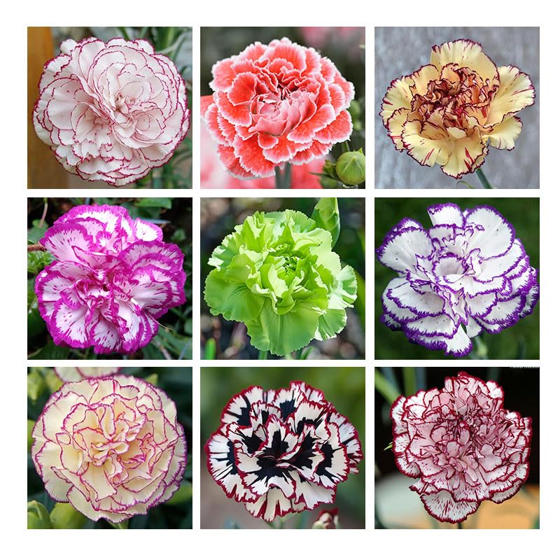 Generic 5000 mixed carnation seeds pack: grow a vibrant garden with abundant colors.