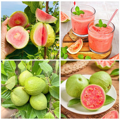 Generic 55+ perennial guava seeds pack for home gardening and fresh fruit.