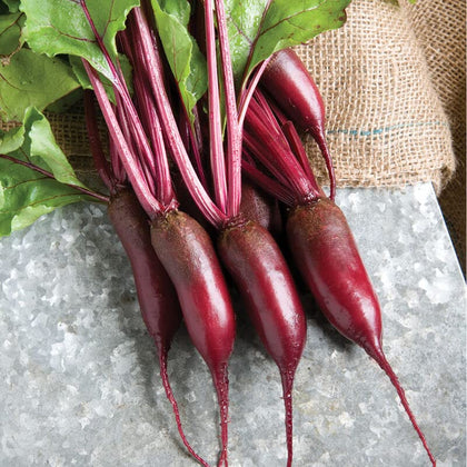 Generic 600 Cylindra beet seeds packet for easy sowing and sweet harvests.