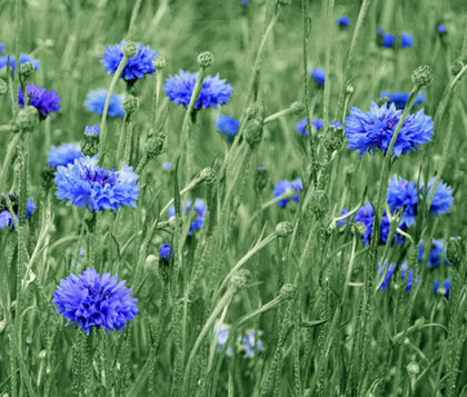Generic 600 Tall Blue Bachelor Button seeds produce vivid cornflower blooms for borders.