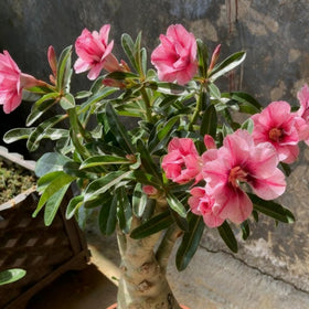 Generic Adenium seedling stage – early growth in sunny spots.
