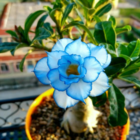 Generic Adenium somalense seeds – mixed colors for outdoor or container growing.