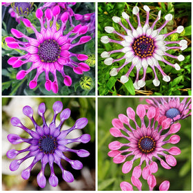 Generic African Rare Daisy seeds in a sunlit bed for vibrant borders