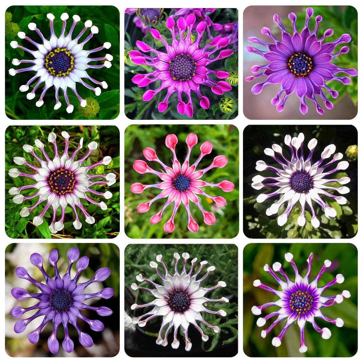 Generic African Rare Daisy seeds thriving in a container display on a balcony