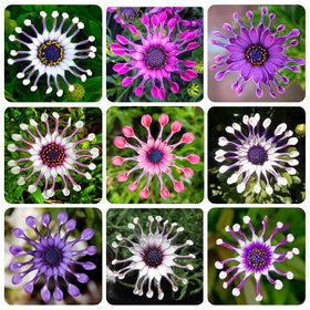 Generic African Rare Daisy seeds thriving in a container display on a balcony