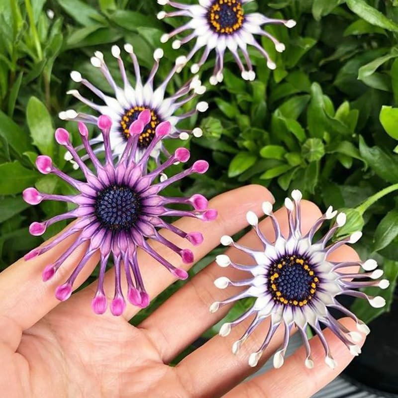 Generic African Rare Daisy blooms enrich garden growth on decks
