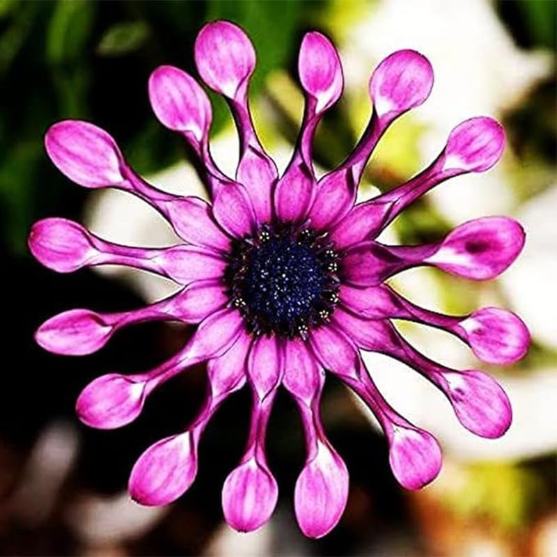 Generic African Rare Daisy pot display enlivens a sunny patio