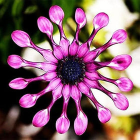 Generic African Rare Daisy pot display enlivens a sunny patio