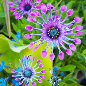 Generic African Rare Daisy blooms accent a rock garden