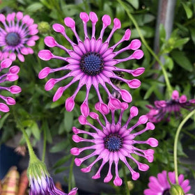 Generic African Rare Daisy seedlings along borders brighten summer landscapes