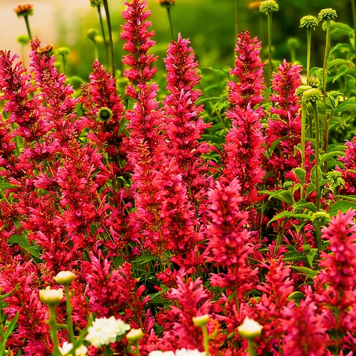 Agastache flower spikes in mid-summer reveal fragrance and color.