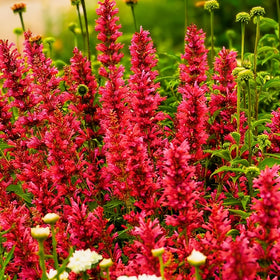 Agastache flower spikes in mid-summer reveal fragrance and color.