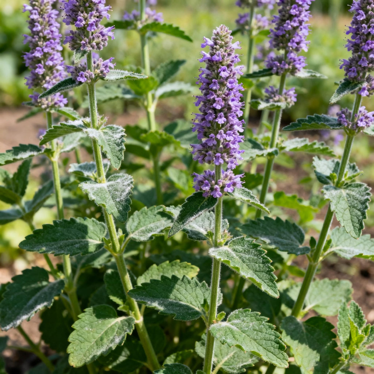 Agastache leaves offer edible minty notes for culinary use.