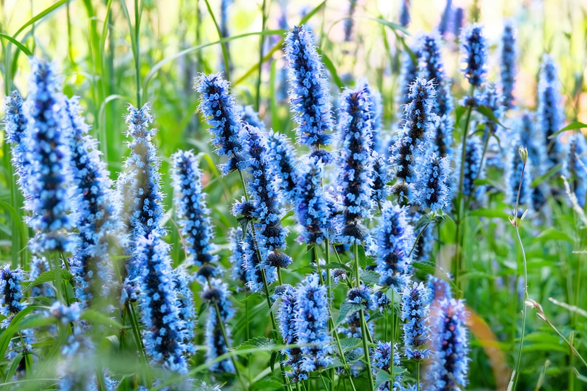 Pollinator-friendly Agastache attracts bees, butterflies, and hummingbirds.