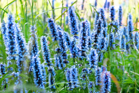 Pollinator-friendly Agastache attracts bees, butterflies, and hummingbirds.