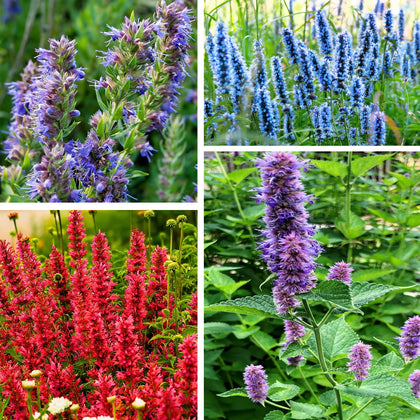 Generic Agastache seeds pack ready for planting in a pollinator-friendly garden.