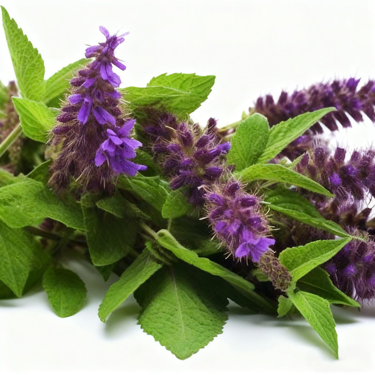 Generic Agastache seeds sowing guide illustrating simple steps for easy germination.