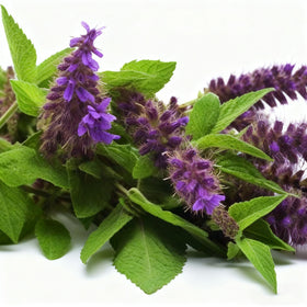 Generic Agastache seeds sowing guide illustrating simple steps for easy germination.