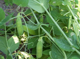 Generic Alaska pea pods close-up showing five to eight peas