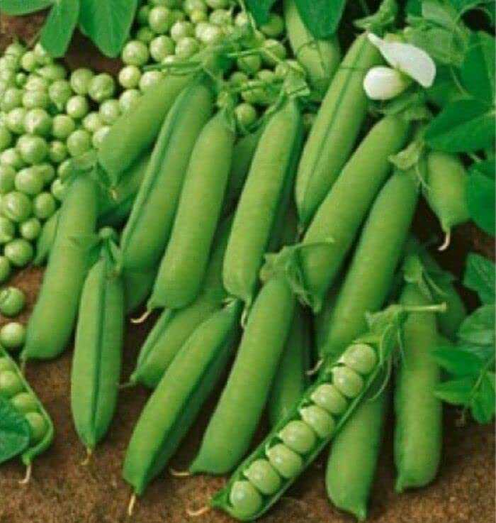 Generic Alaska pea seeds pack ready for cool-season planting