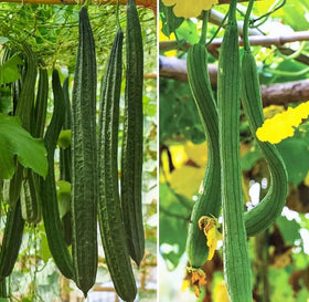 Generic angled luffa seed packet ready for home gardeners.
