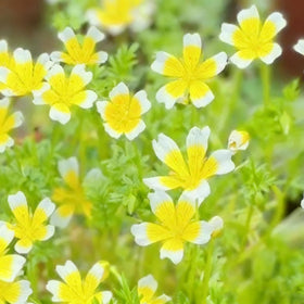 Generic heirloom, non-GMO meadowfoam seeds suitable for home gardens and outdoor beds.