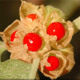 Generic Ashwagandha berries and foliage add ornamental interest.