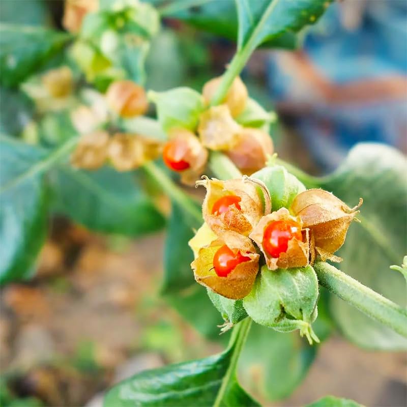 Generic Ashwagandha plants thriving in full sun for robust growth.