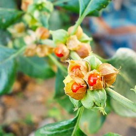 Generic Ashwagandha plants thriving in full sun for robust growth.