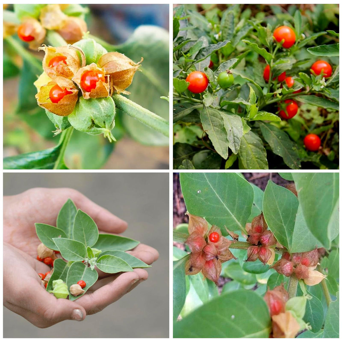 Generic Ashwagandha seeds sowing in well-draining soil for healthy sprouts.