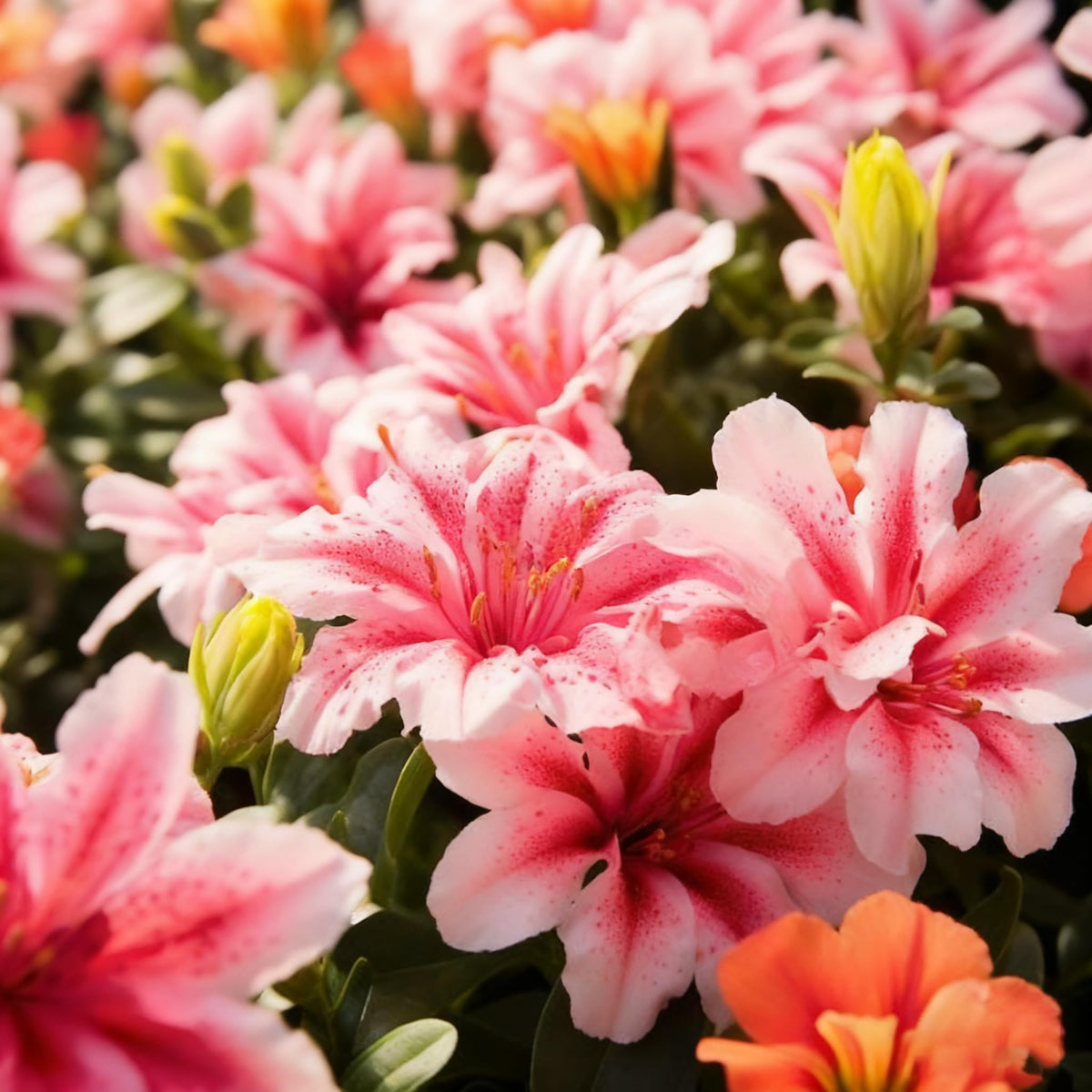 Generic azalea blooming spring display in garden with vibrant mixed colors.