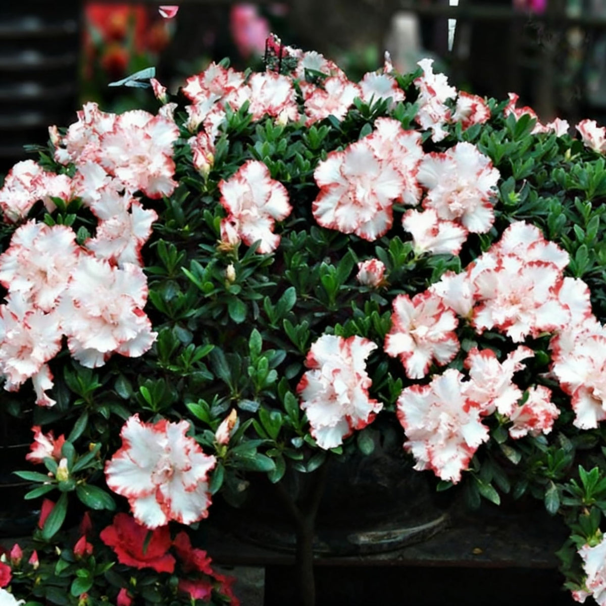 Generic azalea flowers in mixed colors decorating borders and containers.