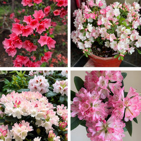 Generic Azalea seeds pack shot highlighting colorful blooms for a striking spring garden.