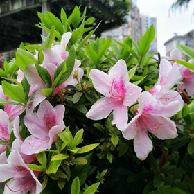 Generic azalea shrub thriving in partial shade with morning sun, ideal for landscapes.