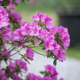 Generic azalea soil needs acidic conditions for best flowering and evergreen foliage.