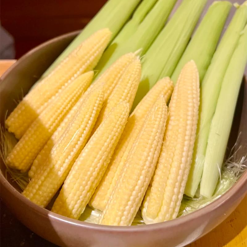 Generic baby corn seeds densely planted to support wind pollination and even cobs