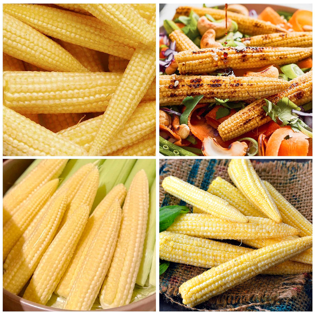 Generic baby corn seeds in garden bed ready for 1 inch depth sowing