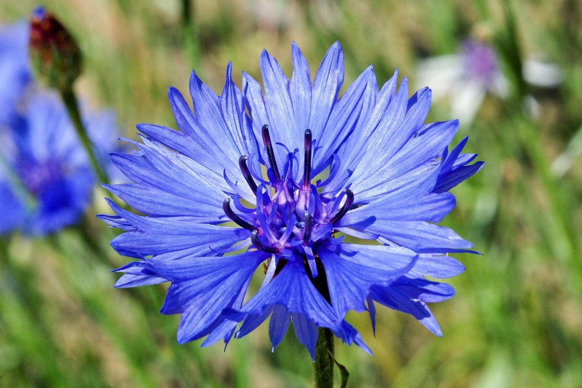Generic Bachelor Button seeds showcase tall blue cornflowers ideal for cutting and pollinator gardens.